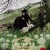 바깥 나라의 소녀 Totsukuni no Shoujo