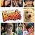 도기 부기: 겟 유어 Grrr 온! Doggie Boogie: Get Your Grrr On! Doggie B (2013) [1080p] [WEBRip]