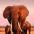 엘리펀트 퀸 The Elephant Queen The.Elephant.Queen.2019.2160p.ATVP.WEB-DL.DDP5.1.Atmos.DV.x265-iKA