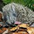 Year of the Hedgehog Year.of.the.Hedgehog.2009.1080p.WEBRip.x264-RARBG