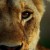 Malika the Lion Queen Malika.the.Lion.Queen.2021.1080p.WEBRip.x265-RARBG
