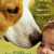 안녕 베일리 A Dog's Journey,2019.1080p.KOR.FHDRip.H264.AAC-JTC
