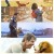 베일리 어게인 A.Dogs.Purpose.2017.Bluray.1080p.DTS-HD.x264-Grym