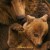 베어스 Bears,2014.1080p.KOR.FHDRip.H264.AAC-REEL