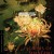 해상화 Flowers.of.Shanghai.1998.CC.BluRay.1080p.x265.10bit.DDP5.1-MiniHD