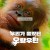 우리가 몰랐던 오랑우탄 Secretives.of.Orangutans.2024.NF.WEB-DL.1080p.H.264.DDP5.1.Atmos