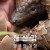 천산갑 쿨루의 여정 Pangolin Kulu's Journey, 2025.1080p.KORSUB.WEBRip.H264.AAC