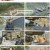 동물극장 단짝.E60.230506.720p.H264-F1RST
