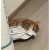 고양이 사료 새로 사 줬더니
