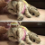 극한직업 고양이