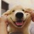 사실 존나 강한 맹수