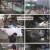 TV 동물농장.E1109.230219.1080p.H264-F1RST