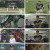 2023 WBC 특집 다큐 숙적.E02.230316.1080p.H264-F1RST
