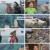 TV 동물농장.E1182.240728.1080p.H264-F1RST