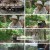 TV 동물농장.E1185.240818.1080p.H264-F1RST