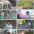 TV 동물농장.E1186.240825.1080p.H264-F1RST