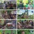 정글밥.E04.240903.1080p.H264-F1RST
