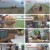 TV 동물농장.E1192.241013.1080p.H264-F1RST
