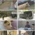 TV 동물농장.E1200.241208.1080p.H264-F1RST