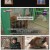TV 동물농장.E1208.250209.1080p-F1RST