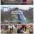 TV 동물농장.E1219.250420.1080p-F1RST